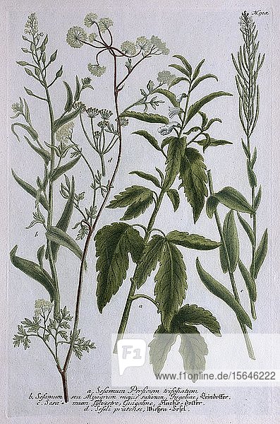 Sesam (Sesamum indicum)  handkolorierter Kupferstich von Johann Wilhelm Weinmann aus Phytanthoza Ikonographie  1740  Deutschland  Europa