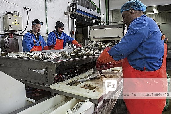 Fish processing in a fish factory in Patreksfördur  Westfjorde  Iceland  Europe