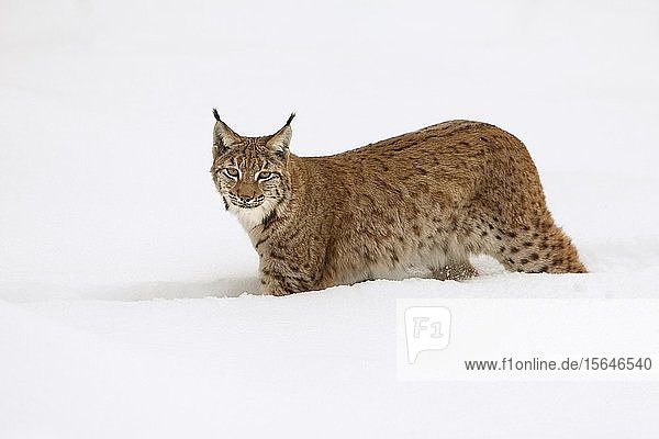 Luchs (Lynx lynx)  läuft durch tiefen Schnee  Nationalpark Bayerischer Wald  Bayern  Deutschland  Europa