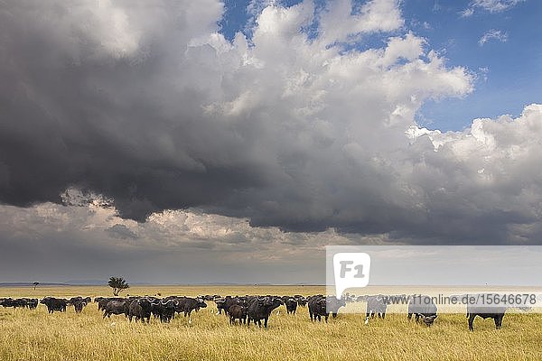 Afrikanische Büffel (Syncerus caffer)  Herde in der Savanne  Masai Mara National Reserve  Kenia  Afrika