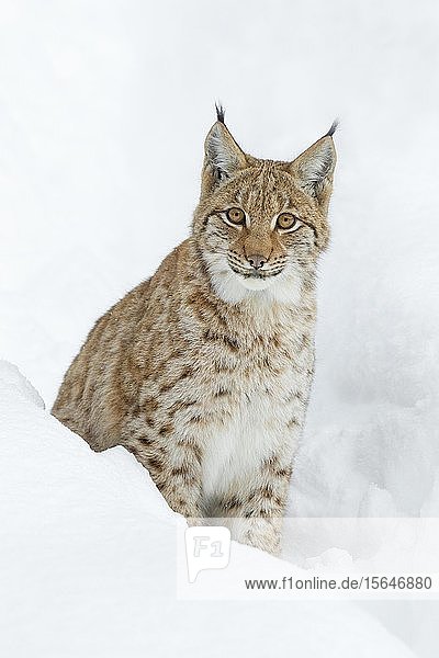 Luchs (Lynx lynx) sitzt im Schnee  Nationalpark Bayerischer Wald  Bayern  Deutschland  Europa