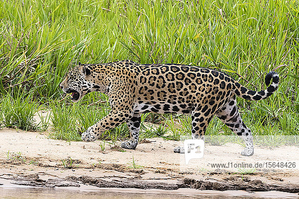 Jaguar (Panthera onca) walking on river bank  Pantanal  Mato Grosso  Brazil