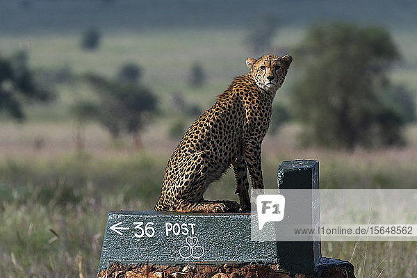 Cheetah  Acynonix jubatus on post surveying savannah  Voi  Tsavo  Kenya