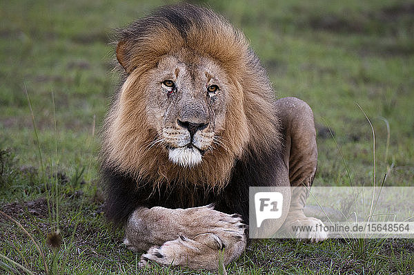 Löwe (Panthera leo)  Kariega-Wildreservat  Südafrika