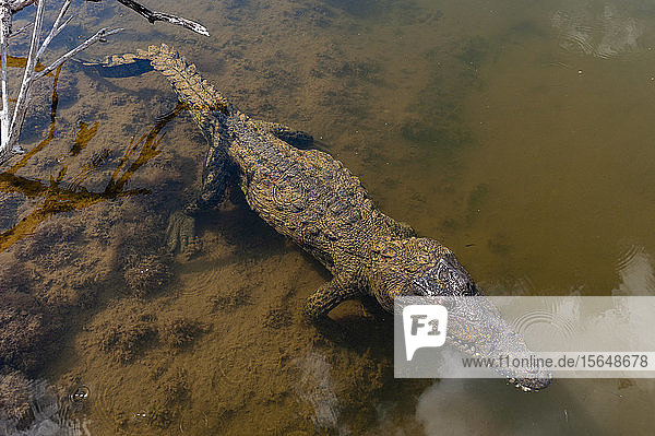 Amerikanisches Krokodil  (Crocodylus acutus)  Lagune  Ökopark Punta Sur  Insel Cozumel  Mexiko