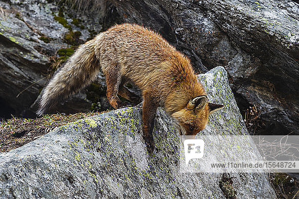 Red fox (Vulpes vulpes)  Gran Paradiso National Park  Aosta Valley  Italy