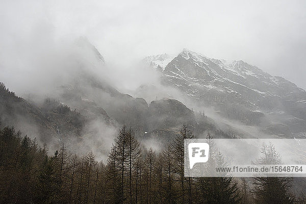 Bäume im Nebel  Nationalpark Gran Paradiso  Aostatal  Italien