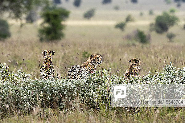 Geparden  Acynonix jubatus auf Beutejagd  Voi  Tsavo  Kenia