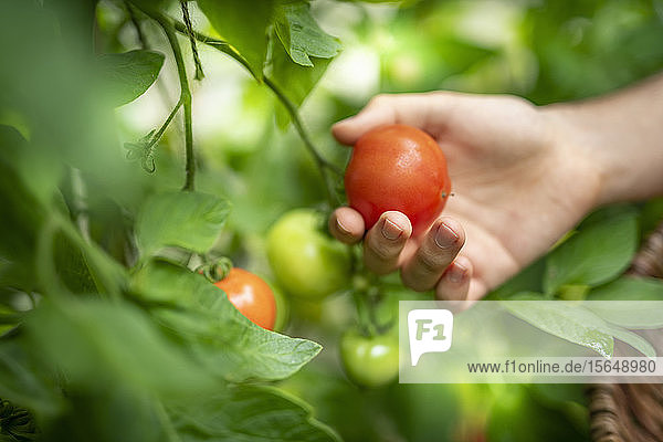 Gardener picking ripe Crimson Crush tomatoes in late summer in greenhouse of organic vegetable garden