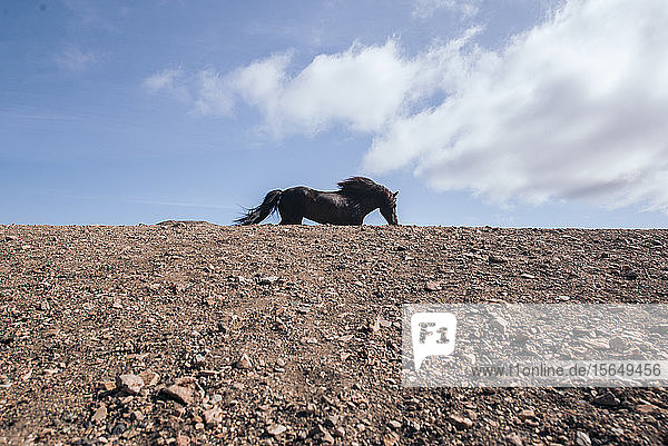 Wildpferderennen Landmannalaugar Island