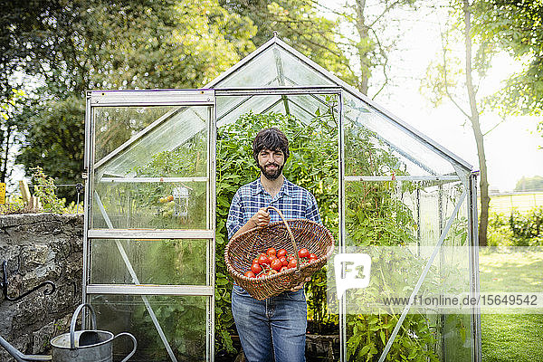 Gärtner pflückt reife Crimson Crush-Tomaten im Spätsommer im Gewächshaus eines Bio-Gemüsegartens