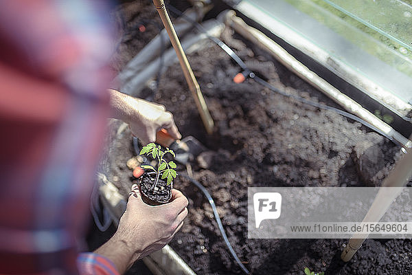 Gardener planting out tomato seedlings in greenhouse in spring in organic vegetable garden