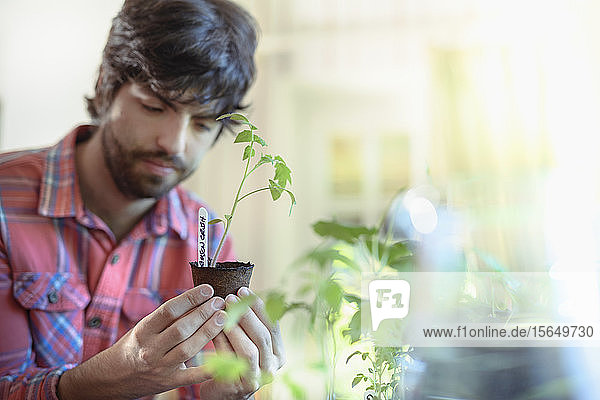 Gardener growing tomato seedlings indoors for organic vegetable garden
