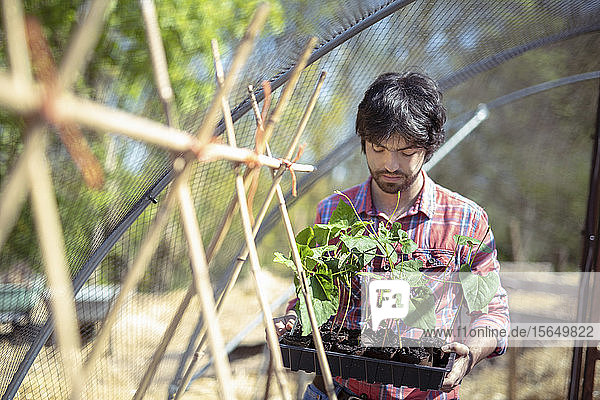 Portrait of gardener planting runner bean seedlings in springtime in organic vegetable garden