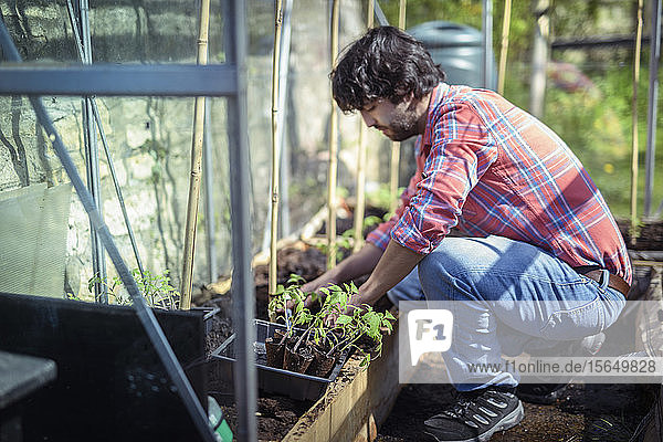 Gardener planting out tomato seedlings in greenhouse in spring in organic vegetable garden