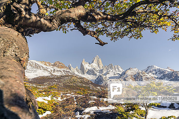 Gipfel des Fitz Roy-Gebirges mit Baum in herbstlicher Landschaft  El Chalten  Nationalpark Los Glaciares  UNESCO-Weltkulturerbe  Provinz Santa Cruz  Argentinien  Südamerika