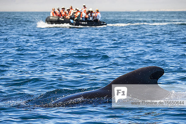 Short-finned pilot whale (Globicephala macrorhynchus) with Zodiacs off Isla San Marcos Baja California Sur Mexico