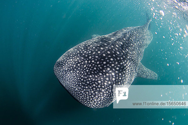 Juvenile whale shark (Rhincodon typus) underwater near Los Islotes Baja California Sur Mexico