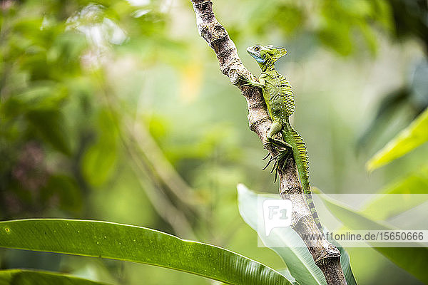 Grüngefiederte Basiliskeidechse (Basiliscus plumifrons)  Boca Tapada  Provinz Alajuela  Costa Rica