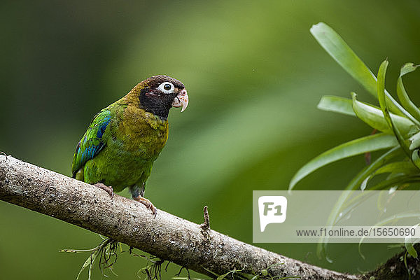 Braunhauben-Papagei (Pyrilia haematotis)  Boca Tapada  Provinz Alajuela  Costa Rica