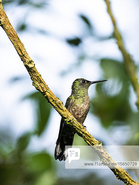 Schuppenbrust-Kolibri (Phaeochroa cuvierii)  Boca Tapada  Provinz Alajuela  Costa Rica