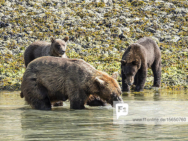 A mother brown bear (Ursus arctos) feeding with her cubs in Geographic Harbor Katmai National Park Alaska United States of America