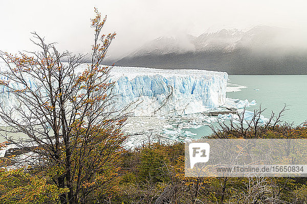 Perito Moreno mit Bäumen  Lago Argentino und Bergen im Herbst  Nationalpark Los Glaciares  UNESCO-Weltkulturerbe  Provinz Santa Cruz  Argentinien  Südamerika