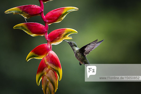 Weißhalskolibri (Florisuga mellivora) (Halsbandkolibri)  Boca Tapada  Provinz Alajuela  Costa Rica