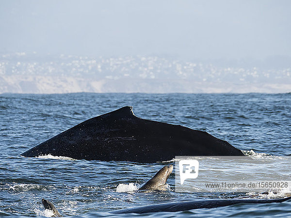 California sea lions (Zalophus californianus) with humpback whale Monterey Bay National Marine Sanctuary California United States of America