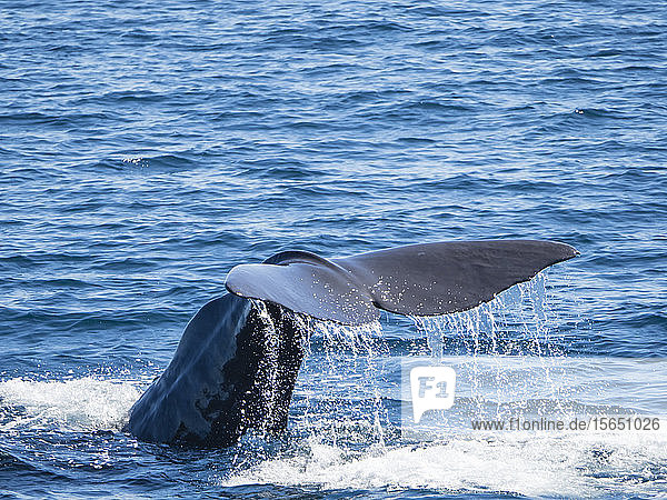 Adult sperm whale (Physeter macrocephalus) diving off Isla San Jose Baja California Sur Mexico