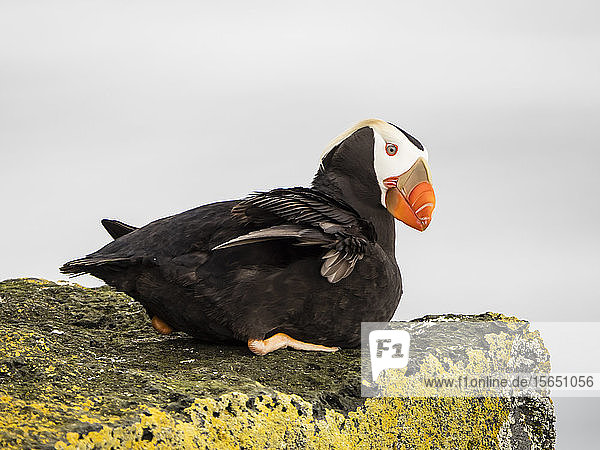 Adult tufted puffin (Fratercula cirrhata) on cliff ledge on St. Paul Island Pribilof Islands Alaska United States of America