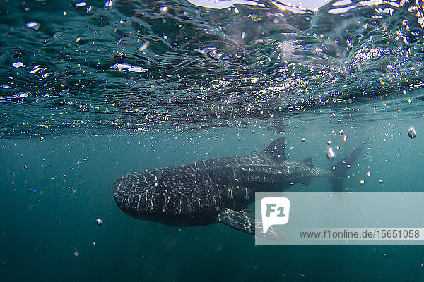 Junger Walhai (Rhincodon typus)  unter Wasser bei Los Islotes  Baja California Sur  Mexiko