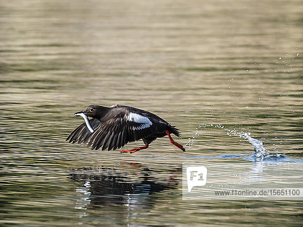 An adult pigeon guillemot (Cepphus columba) taking flight with a fish in Geographic Bay Katmai National Park Alaska United States of America