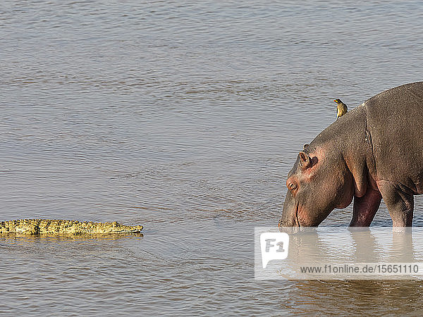 Hippopotamus (Hippopotamus amphibius) with Nile crocodile in South Luangwa National Park Zambia