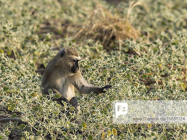 An adult vervet monkey (Chlorocebus pygerythrus) South Luangwa National Park Zambia