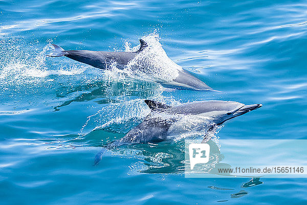 Langschnauzen-Delphine (Delphinus capensis)  vor der Isla San Marcos  Baja California Sur  Mexiko