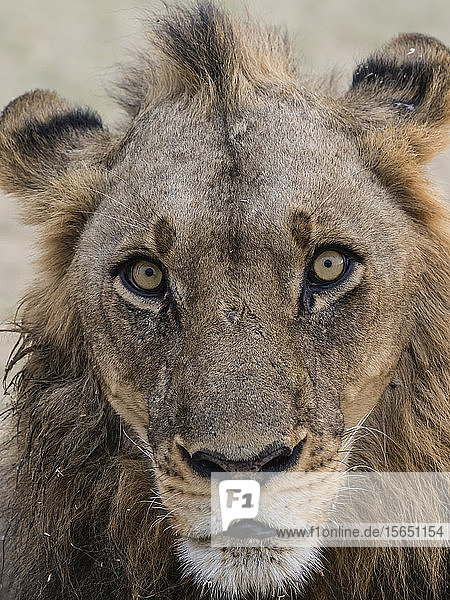 An adult male lion (Panthera leo) South Luangwa National Park Zambia