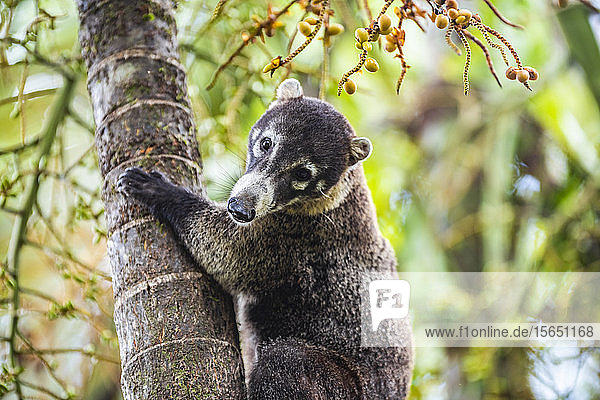 Nasenbären (Nasua Nasua) (Coatimundis)  Boca Tapada  Provinz Alajuela  Costa Rica