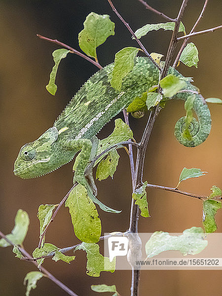 An adult flap-necked chameleon (Chamaeleo dilepis) South Luangwa National Park Zambia