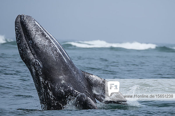 California gray whale calf (Eschrichtius robustus) breaching in San Ignacio Lagoon Baja California Sur Mexico