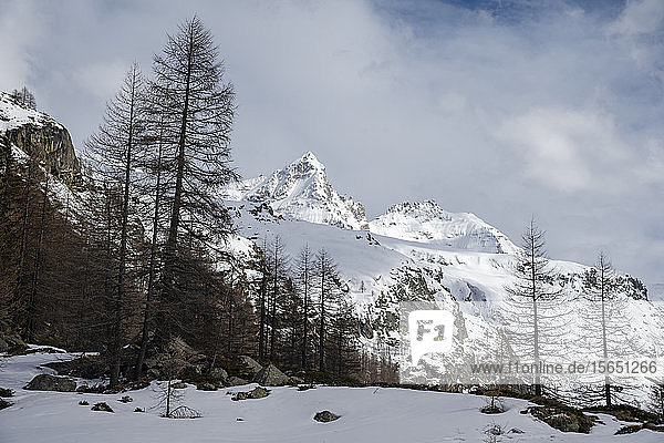 Gran Paradiso National Park  Aosta Valley  Italy