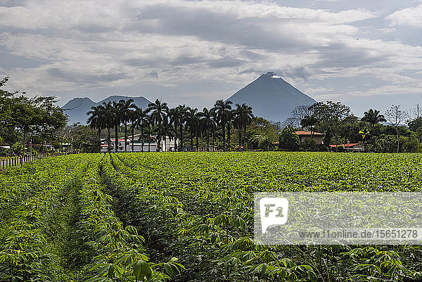 Vulkan Arenal  gesehen aus der Nähe von La Fortuna  Provinz Alajuela  Costa Rica