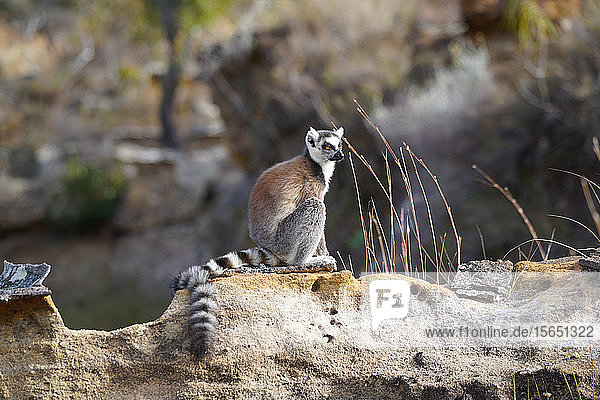 Ringschwanzlemur (Lemur catta)  Isalo-Nationalpark  Provinz Fianarantsoa  Region Ihorombe  Süd-Madagaskar  Afrika