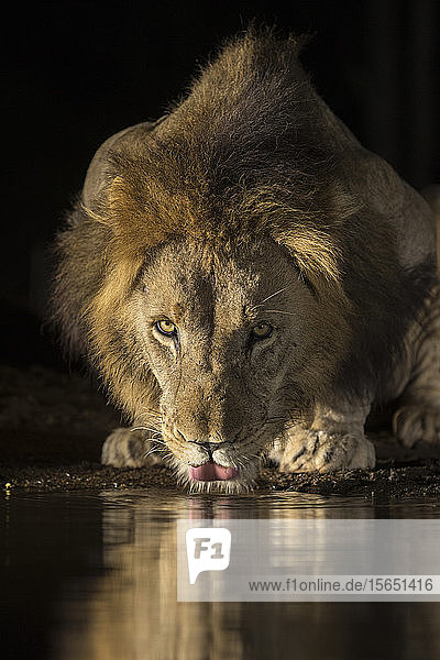 Löwe (Panthera leo) beim Trinken in der Nacht  Zimanga Private Game Reserve  KwaZulu-Natal  Südafrika  Afrika
