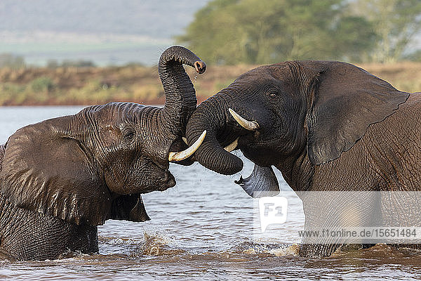 Afrikanische Elefanten (Loxodonta africana) im Spielkampf im Wasser  Zimanga-Wildreservat  KwaZulu-Natal  Südafrika  Afrika