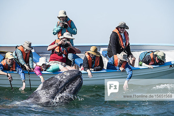 California gray whale calf (Eschrichtius robustus) with whale watchers in San Ignacio Lagoon Baja California Sur Mexico
