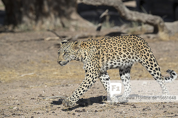 Leopard (Panthera pardus) female Kgalagadi Transfrontier Park South Africa Africa