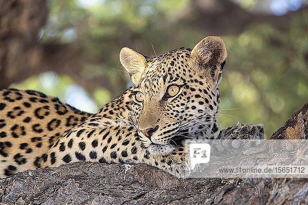 Leopard (Panthera pardus) weiblich  Kgalagadi Transfrontier Park  Südafrika  Afrika