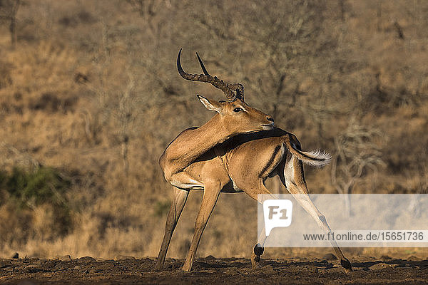 Impala (Aepyceros melampus)  Zimanga Wildreservat  KwaZulu-Natal  Südafrika  Afrika
