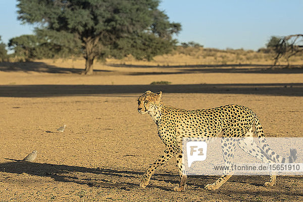 Cheetah (Acinonyx jubatus) Kgalagadi Transfrontier Park South Africa Africa